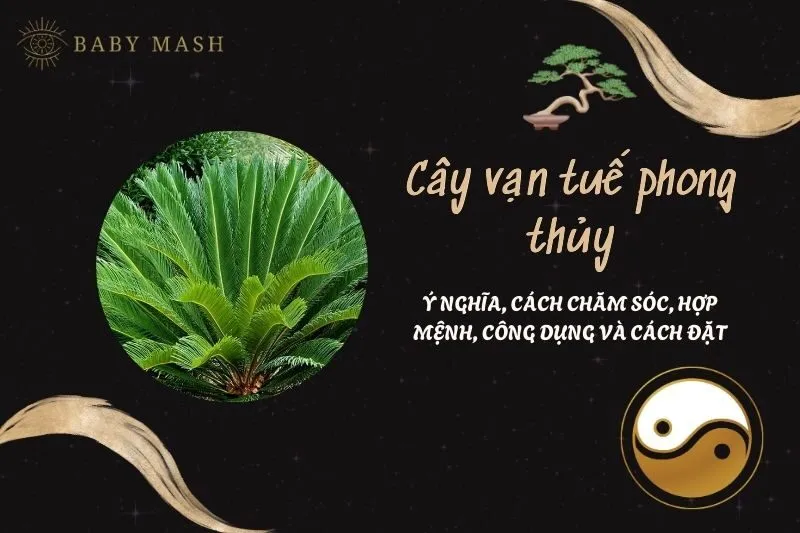 Cây vạn tuế phong thủy 2025: Ý nghĩa, cách chăm sóc, hợp mệnh, công dụng và cách đặt