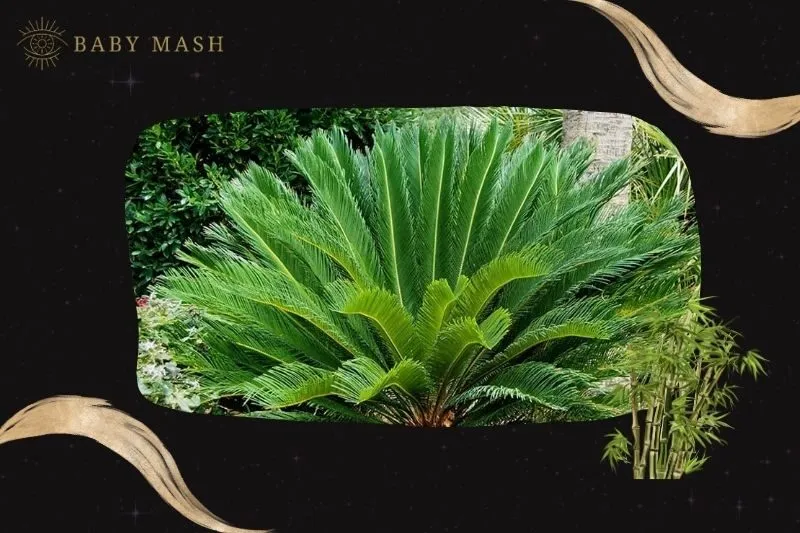 Cây vạn tuế phong thủy