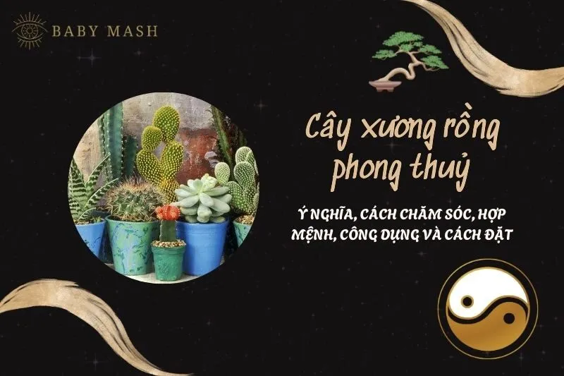 Cây xương rồng phong thuỷ 2025: Ý nghĩa, cách chăm sóc, hợp mệnh, công dụng và cách đặt