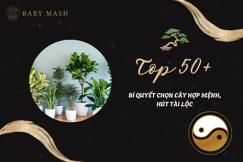 Top 50+ Cây phong thủy trong nhà 2025: Bí quyết chọn cây hợp mệnh, hút tài lộc