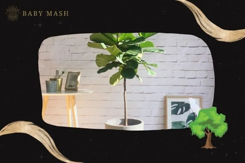 Ý nghĩa và công dụng của cây bàng Singapore phong thuỷ