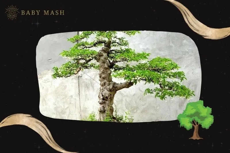 Ý nghĩa và công dụng của cây bonsai phong thủy