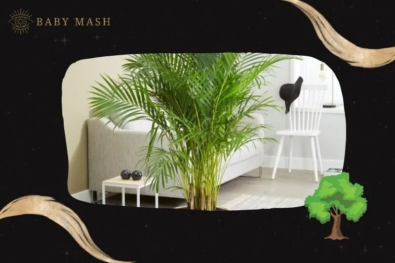 Ý nghĩa và công dụng của cây cau cảnh phong thủy