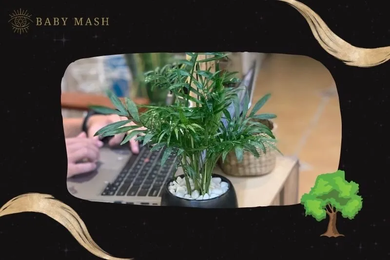 Ý nghĩa và lợi ích của cây cau tiểu trâm phong thủy