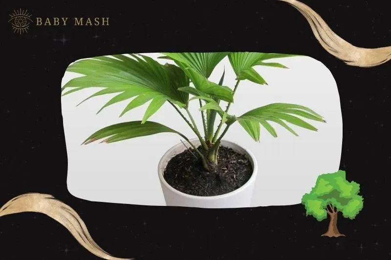 Ý nghĩa và công dụng của cây cọ cảnh phong thuỷ