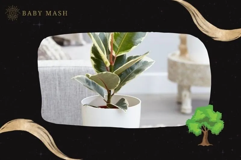 Ý nghĩa và công dụng của cây đa búp đỏ phong thuỷ