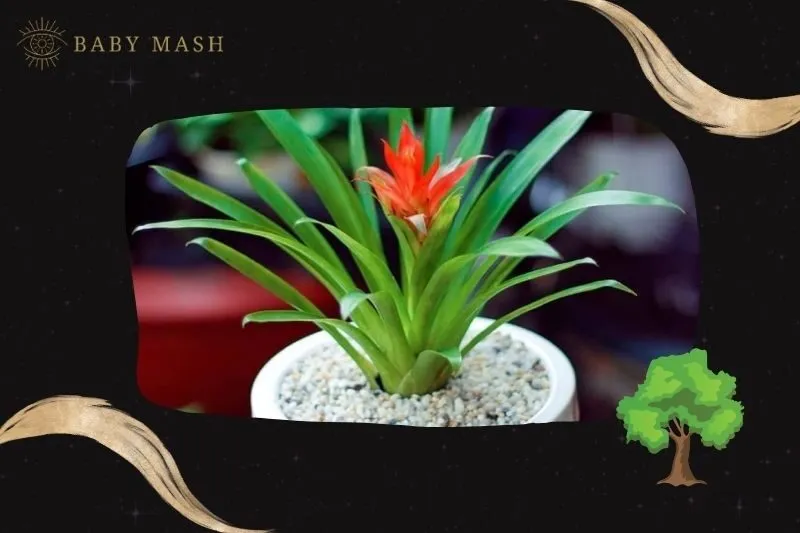 Ý nghĩa và công dụng của cây dứa cảnh nến phong thuỷ