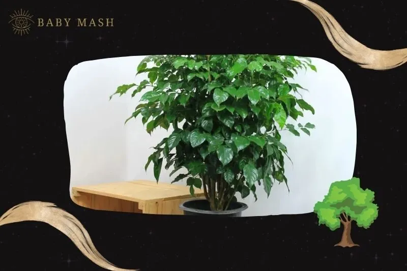 Ý nghĩa và công dụng của cây hạnh phúc phong thuỷ