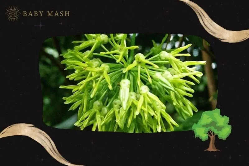 Ý nghĩa phong thủy và công dụng của cây hoa thiên lý