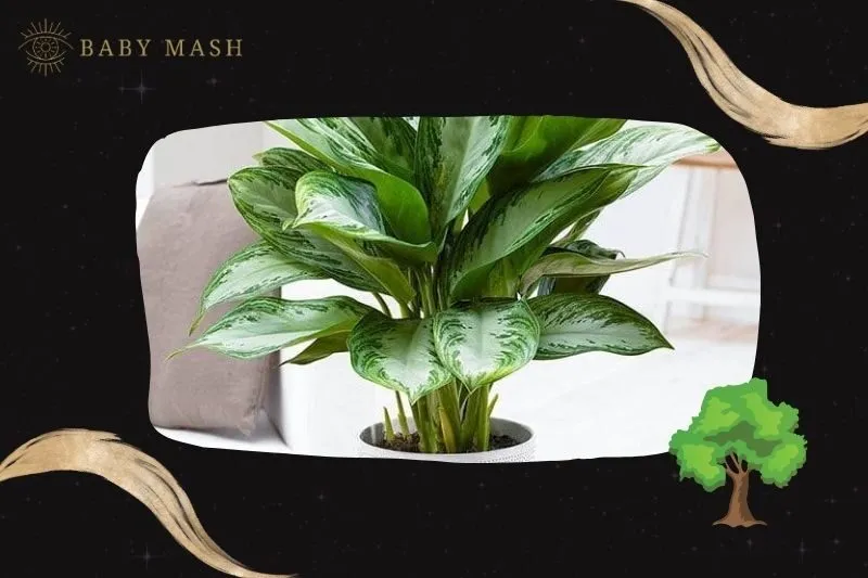 Ý nghĩa và công dụng của cây huy hoàng phong thủy