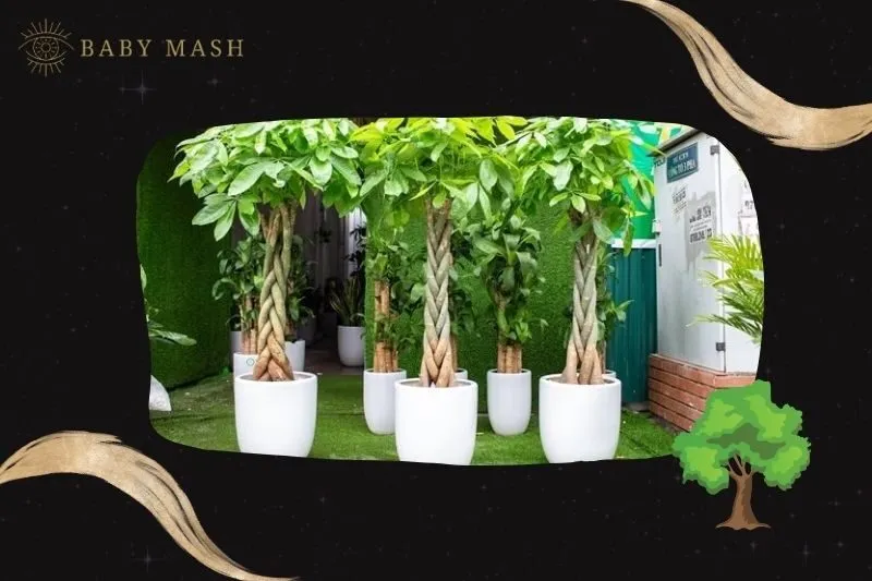 Ý nghĩa và công dụng của cây kim ngân phong thuỷ