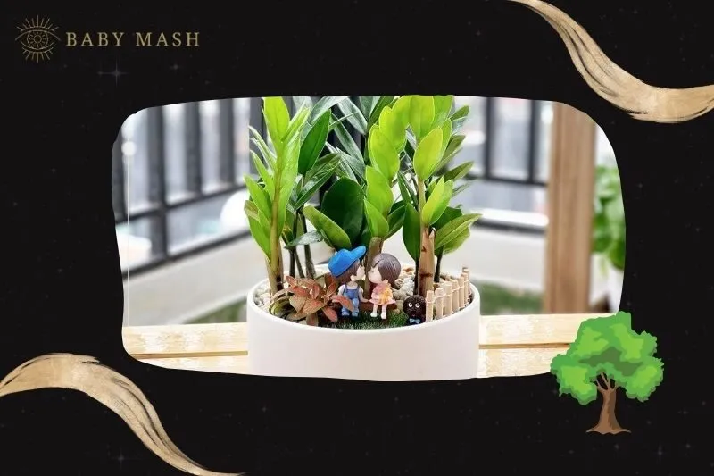 Ý nghĩa phong thủy và công dụng của cây kim tiền phong thủy