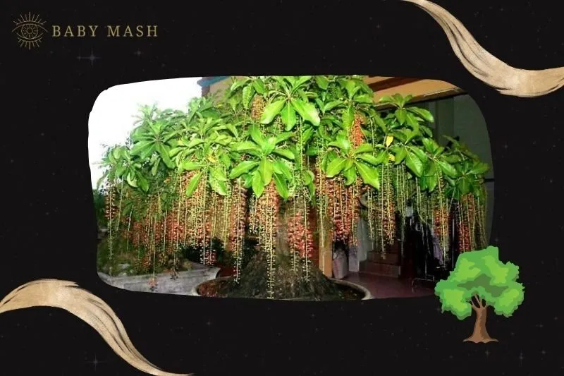 Ý nghĩa và công dụng của cây lộc vừng phong thủy