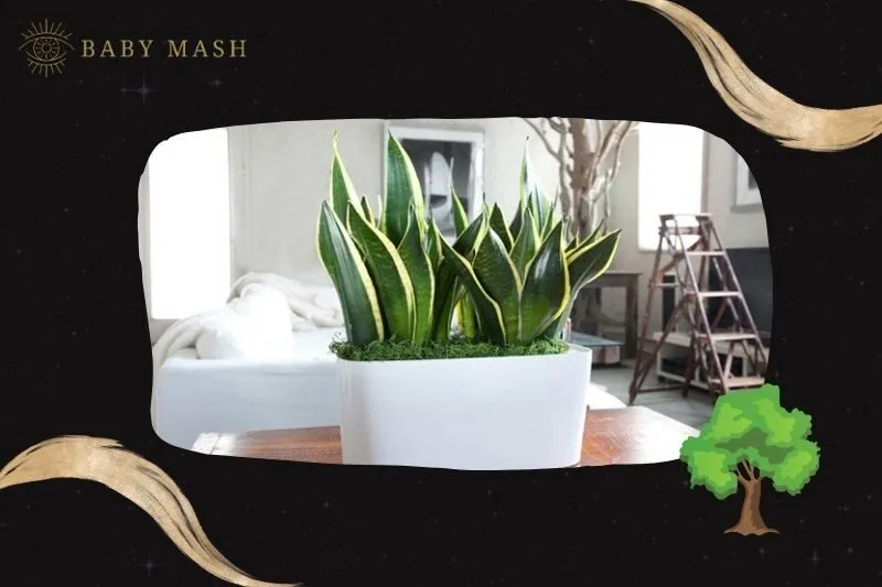 Ý nghĩa và công dụng của cây lưỡi hổ phong thủy