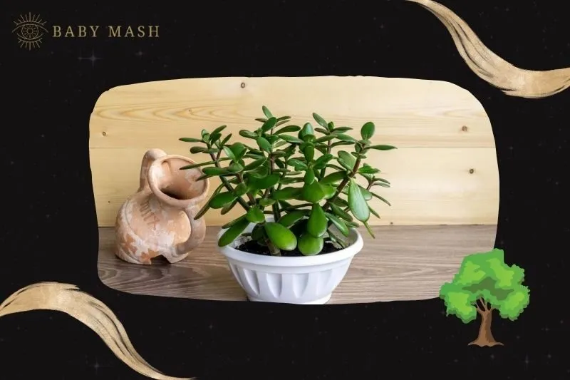 Ý nghĩa và công dụng của cây ngọc bích phong thủy