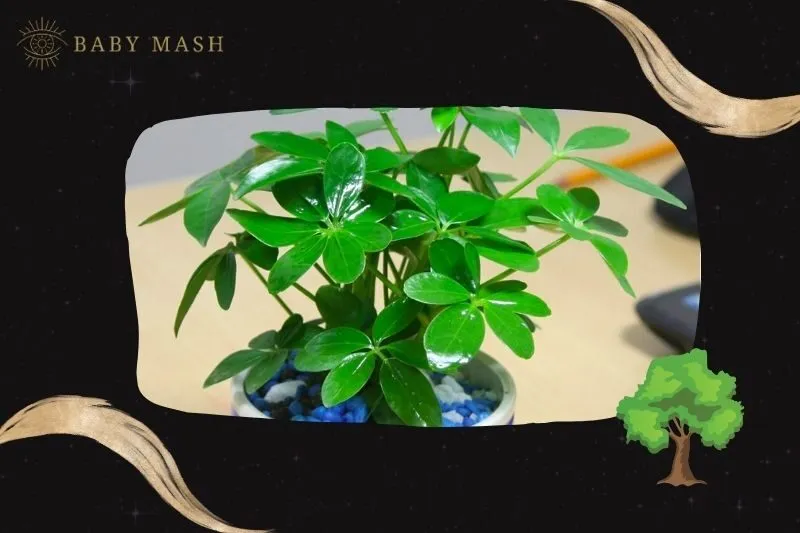 Ý nghĩa và công dụng của cây ngũ gia bì phong thủy