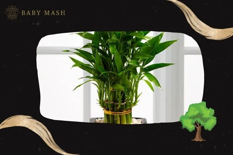 Ý nghĩa và công dụng của cây Phất Dụ phong thủy