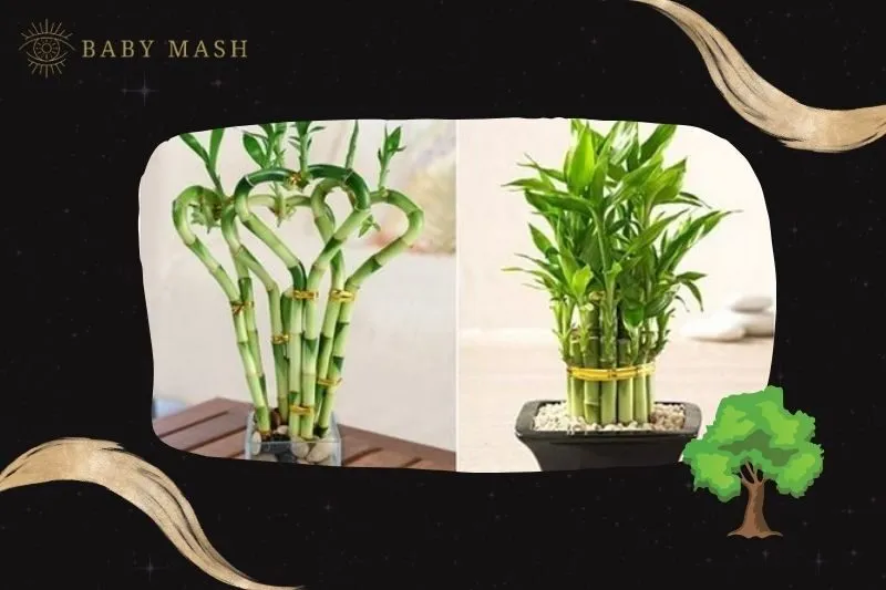 Ý nghĩa và công dụng của cây phát tài phong thủy