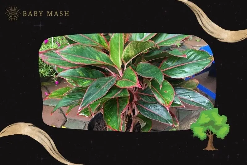 Ý nghĩa phong thủy và công dụng của cây phú quý phong thủy