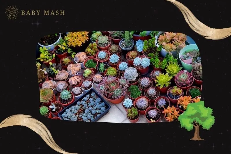 Ý nghĩa và công dụng của cây sen đá phong thủy