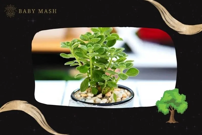 Ý nghĩa và công dụng của cây sen thơm phong thủy