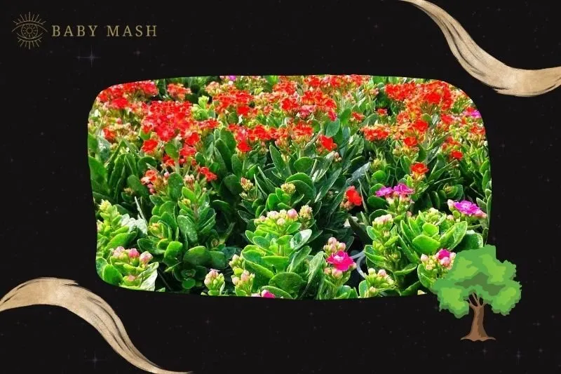 Ý nghĩa và công dụng của cây sống đời phong thủy