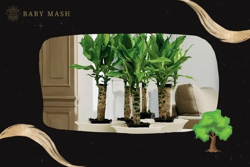 Ý nghĩa và công dụng của cây thiết mộc lan phong thuỷ