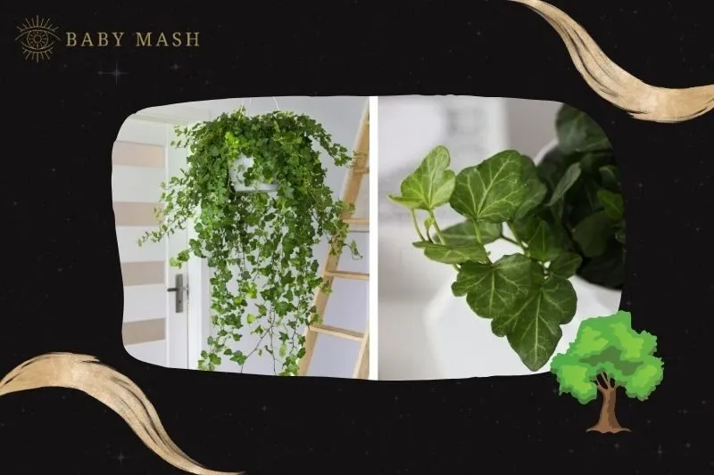 Ý nghĩa và công dụng của cây thường xuân phong thuỷ