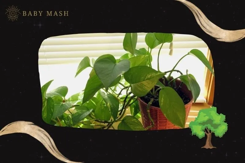 Ý nghĩa và công dụng của cây trầu bà phong thuỷ