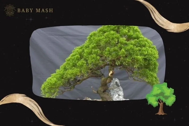 Ý nghĩa và công dụng của cây tùng bách phong thủy