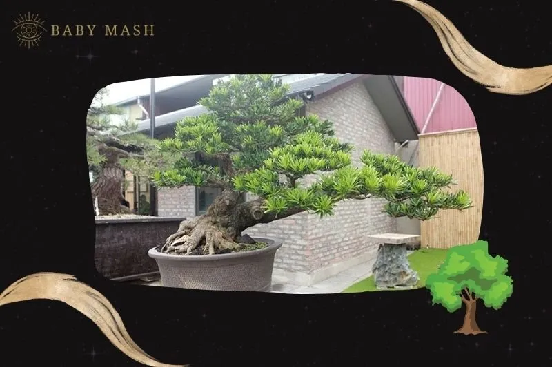 Ý nghĩa và công dụng của cây tùng la hán phong thủy