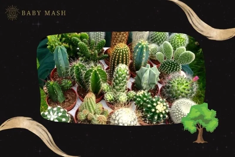 Ý nghĩa và công dụng của cây xương rồng phong thủy